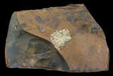 Unidentified Paleocene Fossil Fruit - North Dakota #96894-1